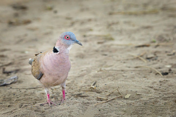 Cape Turtle Dove