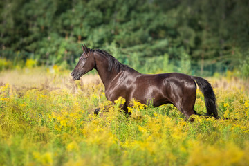 Black horse run gallop in field