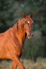 Red mare portrait at sunlight