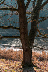 Big tree and pond, CZ