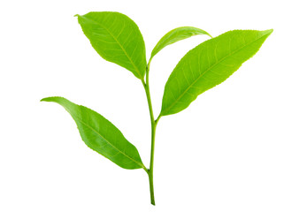 Green tea leaf isolated on white background
