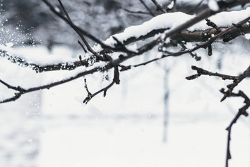 Strange branches covered with snow. Winter background.