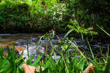 plants in garden water