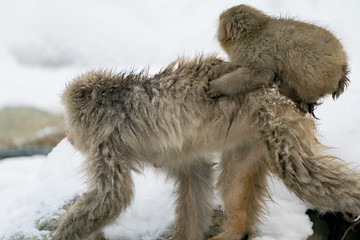 地獄谷のニホンザル　スノーモンキー