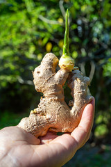 Woman's left hand holding Fresh ginger root or rhizome grows in bokeh green garden background,...