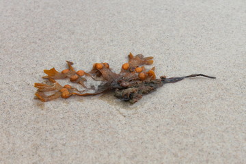 Baltic seaweed