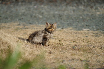 ポツンと座る、子猫