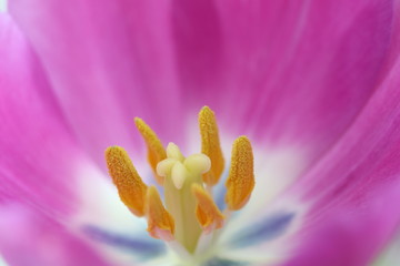 violette tulpe 