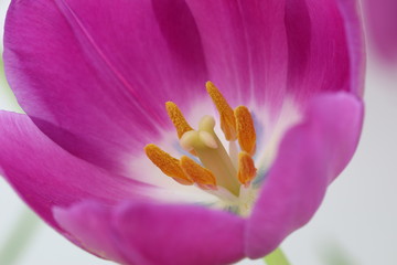 violette tulpe 