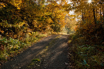 明るい森の秋　北海道