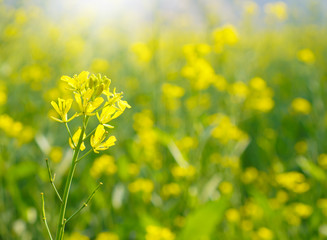 Closeup of bright yellow mustard or rape flower in mustard field with hill in background ,selective focus