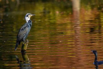 cormoran stanting on a trunc in breeding plumage