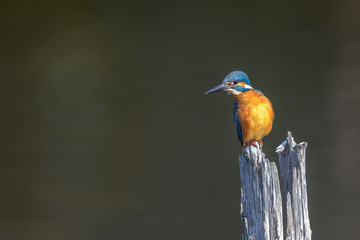 Fototapeta premium kingfisher standing on a branch