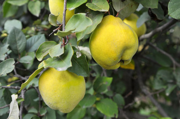 Quince ripens on the branch of the bush