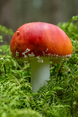 Low angle close up of a Amanita Muscaria mushroom, growing in green moss