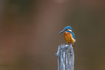 kingfisher standing on a branch