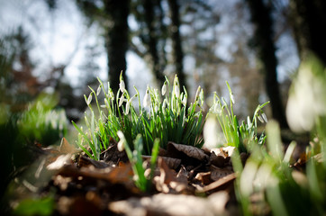 snowdrops