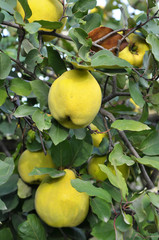 Quince ripens on the branch of the bush