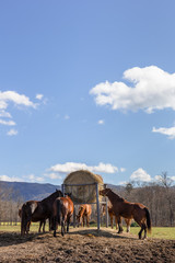 日本の北海道東部・11月の牧場、放牧された馬