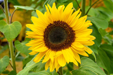 Close up of a large sunflower in sunlight