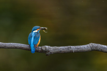 kingfisher standing on a branch and holding a fish