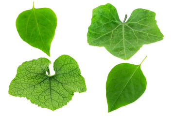 Abstract beautiful texture of green leaf on white background,Leaves