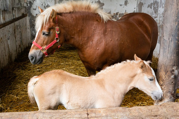 日本の北海道東部・10月の牧場、馬の親子