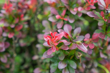 Wild dark red plant with dew drops closeup on natural background