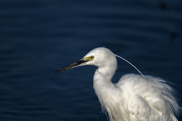 White egret portrait