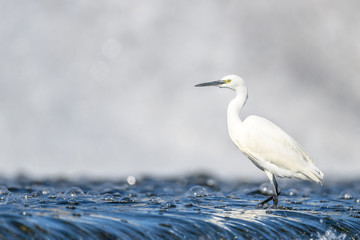 White egret portrait with a white waterfall background