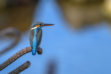 kingfisher standing on an iron bar