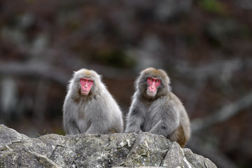 two Japanese snow monkey portrait during fall