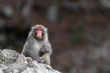 Japanese snow monkey portrait during fall
