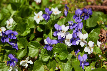 violet plant,forest violet flowers bloomed in spring