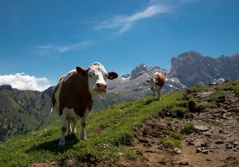 Fototapeta na wymiar cow in mountains