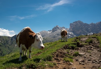 Fototapeta na wymiar two mountain cows