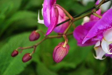 Fototapeta premium Closeup Buds of Orchid Flower with Blurry Green Foliage in background 