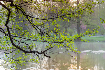 Branch of old alder with young leaves over water