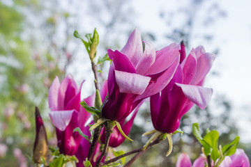 Purple flowers of Magnolia liliiflora, closeup on a blurred background