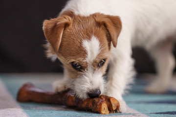 The puppy eats a bone on the carpet. Dog Jack Russell Terrier.