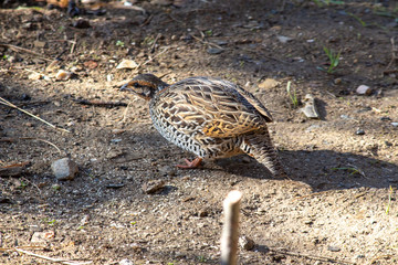 Shot of a female pheasant looking for food.