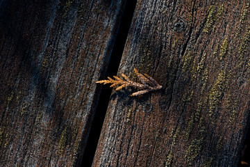 Brown thuja leaf on a wooden floor outdoors