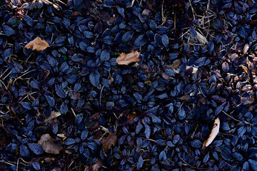 Purple leaf background in the garden