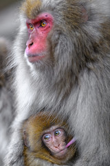 Japanese snow monkey baby cuddling with mother and drinking breast milk