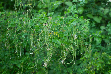 Background from curly green plants. Vegetation in summer