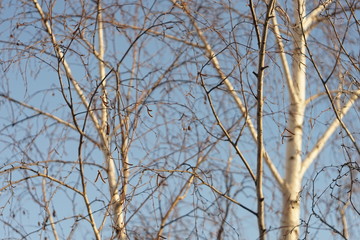 Birch tree with bare branches in sunny day