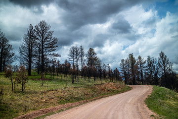 A long way down the road of Custer State Park, South Dakota