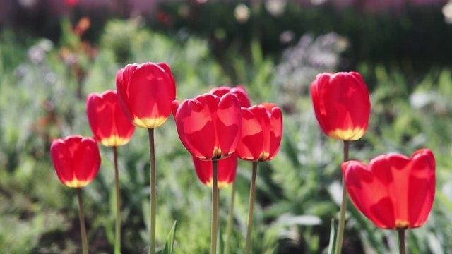 Footage of beautiful colorful red tulip flowers bloom in spring garden.Decorative flower blossom in springtime.Beauty of,vibrant colors