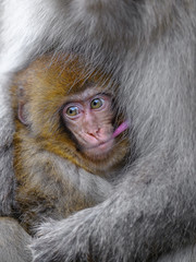 Japanese snow monkey baby cuddling with mother and drinking breast milk