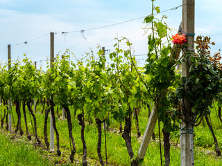Fototapeta na wymiar Rows of vines with red roses
